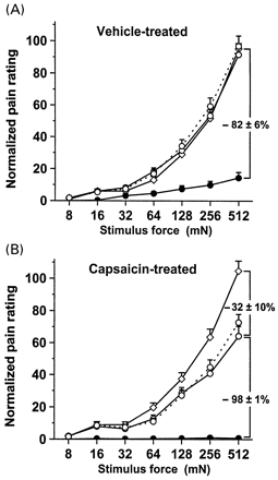 Pain to punctate mechanical stimuli is mediated mainly by capsaicin-insensitive A-fibre nociceptors. (A) Effect of A-fibre conduction blockade on perception of mechanically induced pain in vehicle-pretreated skin (n = 8). Pain to punctate stimuli increased as a function of stimulus force before topical pretreatment (open diamonds), and was not altered by topical pretreatment with the vehicle (open circles, solid line). Mechanically induced pain was substantially diminished in A-fibre-blocked skin (–82 ± 6%; closed circles). C-fibre-mediated pain was uncovered when the A-fibres were blocked. The stimulus–response function of pricking pain returned to baseline values 10 min after block release (open circles, broken line). (B) Effect of A-fibre conduction blockade on perception of mechanically induced pain in capsaicin-pretreated skin (n = 8). Before topical pretreatment, the stimulus–response function of pricking pain to punctate stimuli (open diamonds) matched that in vehicle-pretreated skin. Pain to punctate stimuli was reduced after topical pretreatment with 10% capsaicin cream (–32 ± 10%; open circles, solid line). During the selective A-fibre conduction blockade, mechanically induced pain was eliminated (closed circles), suggesting that capsaicin-insensitive C-fibre nociceptors do not contribute to mechanically induced pain. In capsaicin-pretreated skin, stimulus–response functions of pricking pain also returned to baseline values 10 min after block release (open circles, broken line).