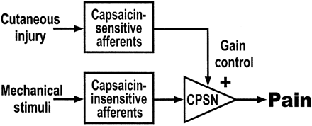 Gain control model for secondary hyperalgesia. Capsaicin-insensitive nociceptive afferents project to central pain signalling neurones (CPSN). Mechanical stimulation of the nociceptor terminals of these afferents leads to the perception of pinprick pain from normal skin. Activity in unmyelinated capsaicin-sensitive afferents (e.g. due to an adjacent injury or capsaicin injection) leads to an increase in the gain (or facilitation) of these CPSNs. Now, mechanical stimulation of the terminals of capsaicin-insensitive afferents leads to enhanced pain (secondary hyperalgesia). A similar augmentation occurs for capsaicin-insensitive, low-threshold mechanoreceptors, leading to allodynia. Potential mechanisms of the gain control include heterosynaptic facilitation in the spinal cord, disinhibition and descending facilitation.