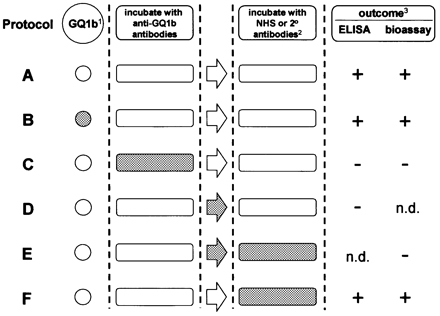 Fig. 1 Schematic summary of the protocol design used to monitor the intravenous immunoglobulin (IVIg) effects. Shading indicates presence of IVIg. 1GQ1b, either coated on enzyme‐linked immunosorbent assay (ELISA) plates or present as a component of the neuromuscular junction in the bioassay. 2Normal human serum (NHS) as a complement source in the bioassay; peroxidase‐labelled goat anti‐human IgG (2°) antibodies in ELISAs. 3Outcome as determined by anti‐GQ1b IgG binding in ELISAs and by twitching, increased frequency of miniature end‐plate potentials or C3c deposition in bioassay (which showed 100% agreement). + indicates that positive outcome was unaffected by IVIg; – indicates that IVIg had an inhibitory effect.