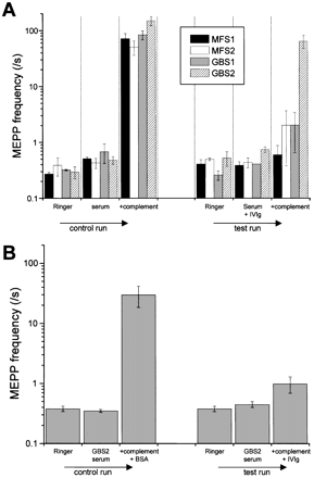 Fig. 3In vitro electrophysiological confirmation of the inhibiting effect of intravenous immunoglobulin (IVIg) on the α‐latrotoxin‐like effects of anti‐GQ1b‐positive Miller Fisher syndrome (MFS) and Guillain–Barré syndrome (GBS) sera at mouse neuromuscular junctions (NMJs). Spontaneous quantal transmitter release [miniature end‐plate potential (MEPP) frequency] was measured at the mouse NMJ in left and right hemidiaphragm muscle–nerve preparations before and after serum incubation and during subsequent addition of normal control serum. (A) IVIg (25 mg/ml), added during MFS/GBS serum incubation (Fig. 1, protocol C), inhibited the increase of MEPP frequency seen in the contralateral hemidiaphragm under control conditions. Serum dilution were as follows: MFS1, 1: 7; MFS2, 1: 2; GBS1, 1: 7; and GBS2, 1: 31. MFS1, MFS2 and GBS1 sera were each tested on two muscles (7–15 NMJs sampled per measuring session); GBS2 serum was tested on one muscle (7–18 NMJs sampled per measuring session). (B) Inhibiting effect of IVIg when added 1 h before and during the phase of the experiment when complement was present (Fig. 1, protocol E). GBS2 serum was tested in this way in four muscles (7–15 NMJs sampled per measuring session). BSA = bovine serum albumin. 