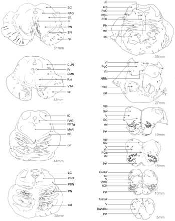 Fig. 2 The human brainstem in horizontal sections. The control brainstem specimen used in our study was cut on a freezing microtome into 50 µm thick sections. In this figure, only 10 of those sections were charted for the location of different nuclei and pathways. The first slide on the upper left is ∼51 mm rostral to the spinomedullary junction and ∼3 mm caudal to the most rostral section of the midbrain where the mesencephalon ends and the diencephalic territory begins. The last section on the lower right is from the level of pyramidal decussation, ∼5 mm rostral to the spinomedullary junction. Abbreviations: Amb = ambiguus nucleus; cp = cerebral peduncle; cst = corticospinal tract; CU/GR = cuneate and gracile nuclei; CUN = cuneiform nucleus; D&VRN = dorsal and ventral reticular nuclei of the medulla; DMN = deep mesencephalic nucleus; GC = gigantocellular nucleus; IC = inferior colliculus; III = cranial nerve nucleus III (oculomotor); ION = inferior olivary nucleus; IRt = intermediate reticular zone; IV = cranial nerve nucleus IV (trochlear); mcp = middle cerebellar peduncle; ml = medial lemniscus; mlf = medial longitudinal fasciculus; MnR = median raphe nucleus; NRM = raphe magnus nucleus; PN = pontine nuclei of the basis pontis; PnR = pontine raphe nucleus; PoC = pontis caudalis nucleus; PoO = pontis oralis nucleus; pyr = pyramids; RN = red nucleus; Rob = raphe obscurus nucleus; SC = superior colliculus; scp = superior cerebellar peduncle; SN = substantia negra; Sol = solitary nucleus; V = cranial nerve nucleus V (trigeminal); VI = cranial nerve nucleus VI (abducens); VII = cranial nerve nucleus VII (facial); VIII = cranial nerve nucleus VIII (vestibular); VTA = ventral tegmental area; XII = cranial nerve nucleus XII (hypoglossal).