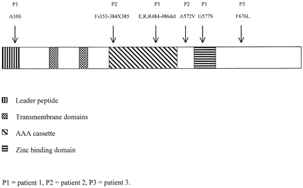 Fig. 3 Schematic representation of the SPG7 gene showing functional domains and sites of mutations.