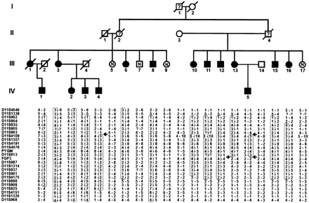 Fig. 1 Partial pedigree of the kindred and haplotyping results. In generation III, only those actually examined are included, and in generation IV, only those examined and diagnosed as affected, and it is upon these data that the linkage exercise is based (no definite judgement could be made about the genotypes of the unaffected individuals of generation IV, and they were therefore excluded). Haplotypes with respect to chromosome 11 markers have been constructed according to the most parsimonious requirement for recombination, the markers being ordered, from top to bottom, from p‐terminal to q‐terminal. The haplotype segregating with the disease is boxed, and arrows show limits of the shortest region of overlap, which thus defines the SCA20 candidate region, in the individuals in whom this could be inferred. The SCA5 region, which extends from FGF3 to PYGM, is included within this SCA20 region. Filled symbols = clinically affected on personal examination and/or dentate calcification on neuroradiology; N = no symptomatology, no signs of cerebellar disease on examination; ? = no reliable information (earlier generations); open symbols = unaffected spouse; diagonal line through symbol = deceased.