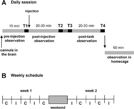 (A) Daily schedules of experiments. Each session includes four task blocks (T1–T4, black line) and three observation periods of spontaneous behaviour. The first observation period and task block (T1) are performed after the cannula has been positioned at the injection site and before the microinjection of bicuculline. The period beginning after the microinjection is divided into two subperiods (post-injection and post-task) by the T2 and T3 task blocks. Behaviour is also recorded in the homecage for 60 min. Control sessions (without microinjection) are organized similarly. (B) Example of the experimental schedule over a 2-week period, showing the alternation between microinjection days (I) and control days (C). A maximum of two or three microinjections are performed during each week.