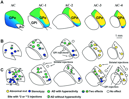 Functional territories and localization of microinjection sites in the GPe. (A) Representation of the associative (green), limbic (blue) and sensorimotor (yellow) territories within the GPe, as previously defined (Haber et al., 1993; François et al., 1994). An overview of the localization of microinjection sites and the nature of the responses obtained in monkey H (B), and in monkey A (circle) and monkey B (triangle) (C). AC = anterior commissure; AD = attention deficit; GPe = external globus pallidus; GPi = internal globus pallidus.