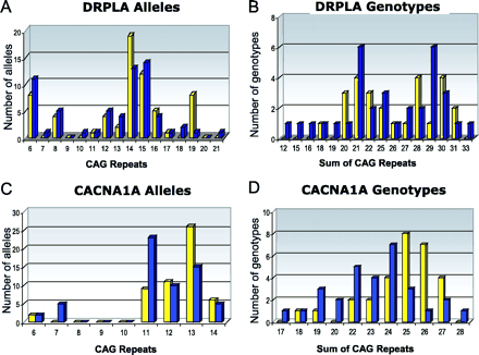 Distribution of alleles and genotypes for CAG repeats in the DRPLA and CACNA1A genes in the premature (yellow) and delayed (blue) onset groups. Long CACNA1A alleles and genotypes are more common in the premature onset group. (A) DRPLA alleles; (B) DRPLA genotypes; (C) CACNA1A alleles; (D) CACNA1A genotypes. Genotypes are determined by summing the CAG repeats in each allele.