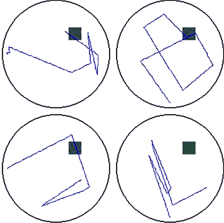 Original recordings of the swim paths during the VMWT probe trial for female BVL patients. Swim paths do not indicate any systematic bias towards a particular spatial location (grey square represents the hidden escape platform).