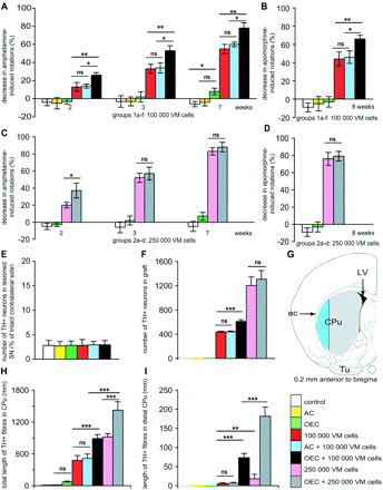 Effect of co-grafting VM with OEC or astrocytes on drug-induced rotational behaviour, survival of dopamine neurons and length of TH-positive fibres in host striatum. Grafting VM cells caused significant reduction of amphetamine- (A) and (C) and apomorphine-induced (B) and (D) rotations (expressed in percentage of pre-grafting values) in all animals. When OEC were mixed with 100 000 VM cells, there was a significant further decrease of both amphetamine- and apomorphine-induced rotations at all time points compared to animals given only 100 000 VM cells or the same number of VM cells mixed with astrocytes, or grafted with OEC or AC alone (A) and (B). When OEC were mixed with 250 000 VM cells there was a significantly larger reduction of amphetamine-induced rotations compared to rats given 250 000 VM cells alone 2 weeks after transplantation (C, D). No such effect of OEC mixed with 250 000 VM cells on amphetamine-induced rotations were seen at later time points; apomorphine-induced rotations were not influenced at any time point (C) and (D). The host SN on the denervated side contained a few percent of the original population of TH+ dopamine neurons. There were no significant differences between the different groups in numbers of surviving TH+ neurons (expressed in percentage of intact contralateral side) in the lesioned SN (E). The number of surviving grafted TH+ neurons was significantly higher in animals in which OEC and 100 000 VM cells were grafted together, compared to groups co-grafted with astrocytes or given 100 000 VM cells alone (F). Increasing the number of grafted VM cells to 250 000 doubled the number of surviving grafted TH+ neurons, but there was no significant difference in cell survival between the group grafted with 250 000 VM cells alone and the group co-grafted with OEC and 250 000 VM cells (F). The amount of TH+ fibres was quantified in the entire CPu on the lesioned side (grey and blue area) and in the distal lateral part of CPu (blue area) in (G). Both the total amount of TH+ fibres in the striatal volume (H) and the amount of TH+ fibres in the lateral part of the host CPu (I) was significantly increased in the group co-grafted with OEC and 100 000 VM cells compared to animals with single VM grafts or co-grafted with astrocytes and 100 000 VM cells. Similarly, co-grafting OEC with 250 000 VM cells significantly increased both the total (H) and lateral (I) amount of TH+ fibres in striatum compared to grafting 250 000 VM cells alone. CPu = caudate-putamen; ec = external capsule; LV = lateral ventricle; Tu = olfactory tubercle; AC = astrocytes. Error bars ± SEM, *P < 0.05, **P < 0.01, ***P < 0.005.