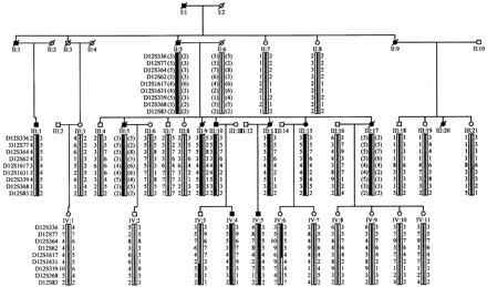 A simplified pedigree and haplotype analysis of the region on chromosome 12 linked to disease in this kindred. A total of 6 affected and 19 unaffected, at risk members were used in a genome-wide search using 382 microsatellite markers; a haplotype segregated in all clinically affected subjects between ABI LMS markers D12S99 to D12S83; D12S364 gave the highest LOD score of 3.55 (𝛉 = 0.00). Haplotypes of family members were constructed based on the genotyping of 9 microsatellite markers. Black symbols denote individuals affected by Parkinson's disease. Deceased members are marked by diagonal bars. The black bar denotes the haplotype segregating with disease and all other haplotypes are represented by a white bar. Inferred haplotypes are represented in parentheses.