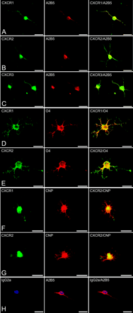 Human oligodendrocytes display surface expression of CXC chemokine receptors in vitro. In A–C, immature A2B5+ oligodendrocytes co-express CXCR1 (A), CXCR2 (B) and CXCR3 (C) receptors. Similarly, in D and E, cells positive for the early oligodendroglial marker, O4, also labelled with CXCR1 (D) and CXCR2 (E). F and G show mature, highly branched oligodendrocytes bearing the marker CNPase, double staining with antibodies against CXCR1 (F) and CXCR2 (G). Non-specific binding was assessed by incubating cells with isotype-matched irrelevant antibodies, resulting in negative staining (H). Scale bars = 15 µm (A–H).