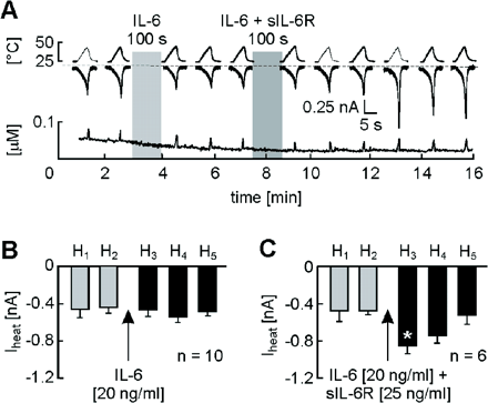 IL-6 together with sIL-6R potentiates heat-activated ionic currents in sensory neurons. (A) Example of a neuron showing no change of heat-activated currents (Iheat) after exposure to IL-6 (20 ng/ml). However, facilitation of Iheat was observed when the same neuron was subsequently exposed to IL-6 together with sIL-6R (25 ng/ml). Iheat were elicited by identical 5 s ramp-shaped heat stimuli (H1–H5) at 1 min intervals. The lower panel depicts the intracellular calcium concentration [Ca2+]i. Neither IL-6 nor IL-6–sIL-6R treatment yielded any [Ca2+]i increase in the tested neuron. (B) Mean ± SEM of Iheat amplitudes before and after exposure to IL-6 (20 ng/ml) (∼100 s; n = 10). (C) Mean ± SEM of Iheat amplitudes before and after exposure to IL-6 (20 ng/ml)–sIL-6R (25 ng/ml) (∼100 s; n = 6). The asterisk marks significant differences (*P < 0.05).