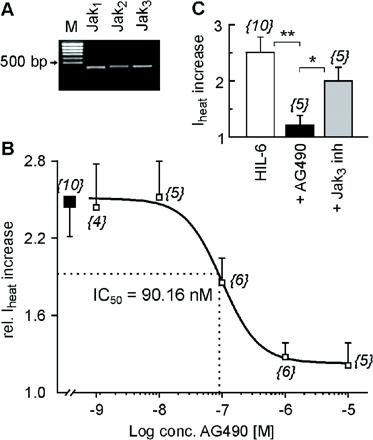 IL-6-induced sensitization of Iheat depends on Jak activation. (A) RT–PCR reveals the expression of the Janus kinases Jak1–3 mRNA in lumbar rat DRGs (M = marker). (B) Concentration–response curve for the inhibitory effect of the Jak inhibitor AG490 (open squares) on the relative HIL-6-induced Iheat increase (filled square): IC50 = 90.16 nM. The numbers in parentheses correspond to the numbers of neurons tested. (C) Mean ± SEM Iheat increase after HIL-6 (10 ng/ml), HIL-6 + AG490 (10 µM) or HIL-6 + Jak3 inhibitor (10 µM). Responses were normalized to the current amplitude immediately preceding HIL-6 application. The numbers in parentheses correspond to the number of neurons tested. Asterisks mark significant differences (*P < 0.05; **P < 0.01).