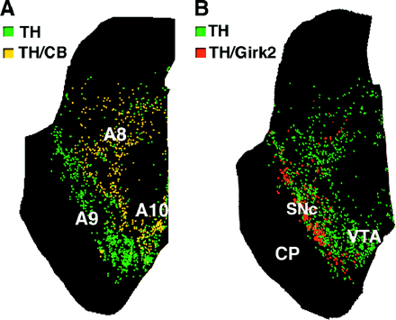Distribution of subpopulations of DA neurons in human control midbrain. Maps of TH-positive neurons and their coexpression of calbindin (A) and Girk2 (B), two markers differentially expressed by Ventral mesencephalic DA neurons. Maps were generated from transverse serial sections double-immunolabelled for TH and each marker. Each dot represents a cell. (A) Calbindin/TH neurons, which are relatively spared in Parkinson's disease, are located in medial and dorsal regions and not found in ventral SNc. (B) Girk2/TH neurons are predominantly located in the ventral tier of the SNc, the most vulnerable region in Parkinson's disease. A8 = retrorubral area; A9 = substantia nigra; A10 = ventral tegmental area; CP = cerebral peduncle; RN = red nucleus; SNc = substantia nigra pars compacta; VTA = ventral tegmental area.