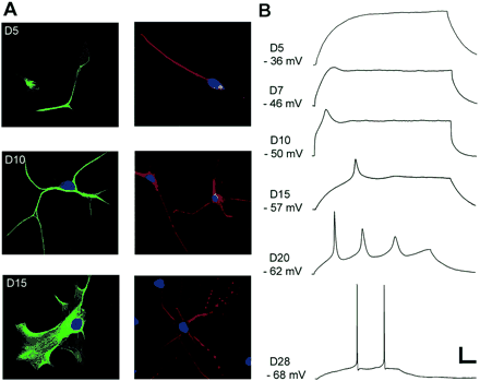 (A) Immunocytochemical staining for glial (GFAP, left panel) and neuronal (MAP-2, right panel) markers at different stages of development. (B) Whole-cell patch-clamp recordings showing responses to a 0.1 nA intracellular current pulse at different stages of differentiation. The pulse duration varied from 300 to 500 ms depending on the maturation of membrane properties. Scale bars: 50 μm (A top panel); 20 μm (A lower panel); 15 mV and 50 ms (B).