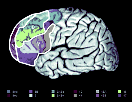 Diagram of the human prefrontal cortex (PFC; left lateral view). The ventral (V), dorsal (D) and anterior (A) subdivisions explored in this review are outlined in white. The Brodmann areas (BA) included in these subdivisions are each colourized separately. The legend for the colouring scheme is presented beneath the diagram. The ventral PFC included BAs 44, 45 and 47. The dorsal PFC included BA 9 (located on the middle frontal gyrus), BA 46 and BAs 9/46v and 9/46d (Petrides and Pandya, 1994, 1999). The anterior PFC included BAs 9 (located on the superior frontal gyrus) and 10 (Talairach and Tournoux, 1988). Figure reproduced with permission from Curtis and D'Esposito (2003).