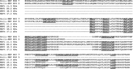 Sequence coverage of MBP and Golli-MBP isoforms. MBP and golli-MBP peptide sequences identified by MS/MS analysis of inclusion proteins are indicated in boldface.