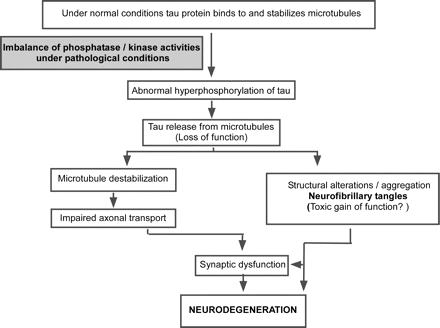 A hypothetical sequence of events leading to neurofibrillary degeneration in Alzheimer's disease: under pathological conditions (possibly triggered by oligomeric Aβ) an imbalance of phosphatase and kinase activities results in abnormal hyperphosphorylation of tau protein. Release of hyperphosphorylated tau protein destabilizes microtubules which affects axonal transport and leads to synaptic dysfunction and degeneration. Unbound tau protein can aggregate and form NFTs. Hyperphosphorylated and/or aggregated tau species may have direct neurotoxic effects (‘toxic gain of function’).