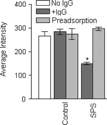 Pre-adsorption of GABARAP antibodies abolishes the inhibition of GABAA-receptor by SPS sera. A total of 15 neurons were analysed in each group by grey-scale analysis for GABAA-receptor surface expression. A significant reduction of GABAA-receptor γ2 subunit surface expression was noted in the neurons treated with the IgGs from the SPS patients (*P < 0.0001; dark grey bar, SPS) compared with those treated with cell culture medium (open bar). The neurons treated with the control IgGs (dark grey bar, control) did not show any effect. When the IgG from a control or the SPS patients was preadsorbed with GABARAP-GST fusion protein, the preadsorbed SPS IgG did not inhibit GABAA-receptor surface expression (light grey bar, SPS).