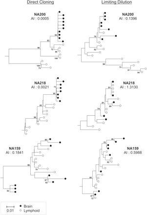 Phylogenetic comparison of brain and lymphoid V3 sequences obtained from study subjects NA200, NA218 and NA159 by two different methods. Trees were constructed from sequences obtained from cloning of amplified V3 sequences directly into pGEM-T Easy and sequencing of individual clones (left column) and from sequences obtained at limiting dilution by V3 nested PCR (right column). The AI value for each method is shown under the patient identifier for each tree. Trees were constructed by the neighbour-joining method using the MEGA 2.1 package; the frequencies of bootstrap replicates supporting individual clades are indicated on branches (only values ≥70% are shown). All trees were plotted to the scale indicated by the bar at the bottom of the figure.