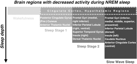 A schematic illustration of brain regions with decreased activity during different stages of NREM sleep. The model is a summary derived from our results and we expect that the precise anatomical localizations may vary depending on pre-sleep activity. Regions of the cingulate cortex and hypothalamic regions alter their activity in all NREM sleep stages (box with dashed line). As sleep deepens different brain regions get involved indicating that NREM sleep is associated with dynamic regional brain processes with sleep stage specific activation and deactivation patterns as indicated.
