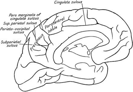 A drawing of the medial surface of the human brain; the precuneus and its traditional anatomical landmarks are labelled [after Critchley (1953)].