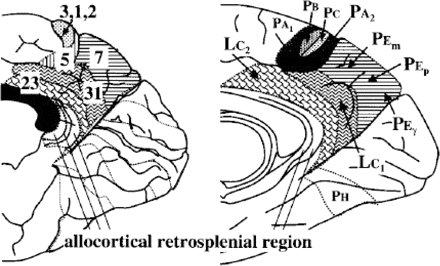 Comparison of the cytoarchitectonic maps of the human medial parietal isocortex after Brodmann (1909) (left) and von Economo and Koskinas (1925) (right); for the scope of the present review, the precuneus corresponds to mesial BA 7 and PE, respectively (horizontally shaded areas) [reprinted with permission from Zilles and Palomero-Gallagher (2001)].