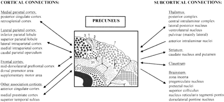 Summary of the cortical (left) and subcortical (right) connections of the precuneus. Bidirectional arrows indicate reciprocal projections; unidirectional arrows indicate afferent/efferent projections.