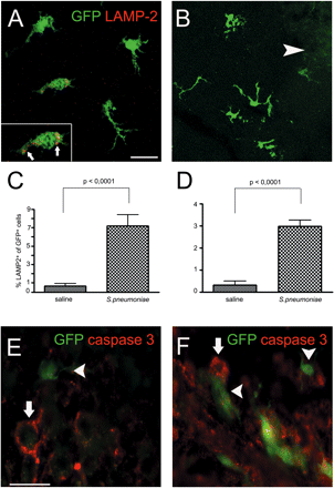 Newly recruited GFP+ macrophages/microglia participate in the clearance and repair of damaged tissue. (A and B) Increased lysosomal activity indicating high phagocytotic rate in microglia previously derived from blood monocytes 4 weeks after infection. Confocal image of LAMP-2 immunoreactivity (red) in GFP-expressing cells (green) in infected (A) or non-infected (B) cerebellum. Arrowheads refer to engrafted cells. Insert demonstrates lysosomal staining of LAMP-2 (arrows). (C and D) Quantification of LAMP-2+ GFP+ cells after S. pneumoniae meningitis in the cerebellum (C) and temporal lobe (D). (E and F) GFP+ cells with typical macrophage/microglia morphology were in close proximity to caspase 3+ cells in the cerebellum (E) and hippocampus (F). Arrows refer to caspase 3+ cells; arrowheads refer to engrafted cells. Caspase 3 (red) and GFP (green). Scale bars = 10 μm (A and B) and 20 μm (E and F).