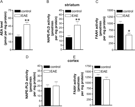Endocannabinoid metabolism in striatal and cortical slices of control and EAE mice. (A) Endogenous levels of AEA were increased in the striatum of EAE mice. NAPE-PLD activity was increased (B) and FAAH activity was reduced in the striatum of these mice (C). The activity of NAPE-PLD (D) and that of FAAH (E) were conversely normal in the frontal cortex of EAE mice. *P < 0.001, **P < 0.0001.
