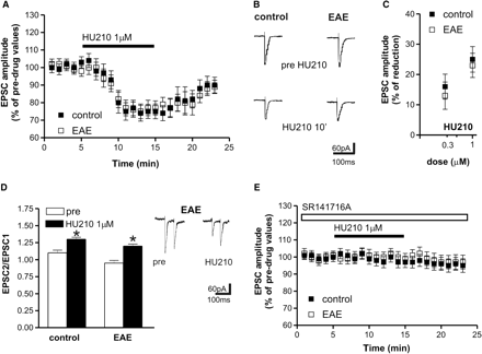 Effects of CB1 receptor stimulation on evoked glutamate-mediated EPSCs in corticostriatal slices of control and EAE mice. (A) Application of the CB1 receptor agonist HU210 reduced EPSC amplitude in control and EAE striatal neurons. (B) Examples of voltage-clamp recordings showing that evoked EPSCs are reversibly reduced by 1 µM HU210. (C) The depressant effect of HU210 was dose-dependent and similar in control and EAE mice. (D) HU210 application enhanced PPR in control and EAE slices. On the right there are samples of PPR recordings before and during the application of HU210 in EAE mice. (E) The depressant action of HU210 was abolished pre-incubating the slices with the selective antagonist of CB1 receptors SR141716A. *P < 0.05.