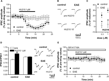 Effects of CB1 receptor stimulation on evoked GABA-mediated IPSCs in corticostriatal slices of control and EAE mice. (A) Application of the CB1 receptor agonist HU210 reduced IPSC amplitude in control but not in EAE striatal neurons. (B) Examples of voltage-clamp recordings showing the lack of effect of HU210 on evoked IPSCs recorded from EAE mice. (C) The depressant effect of HU210 was dose-dependent in control mice. In EAE mice, conversely, the depressant action of HU210 on GABA transmission was lost for both concentrations. (D) HU210 application enhanced PPR in control but not in EAE slices. On the right there are samples of PPR recordings before and during the application of HU210 in control (upper traces) and EAE mice (lower traces). (E) The depressant action of HU210 on IPSC recorded in control mice was abolished pre-incubating the slices with the selective antagonist of CB1 receptors SR141716A. *P < 0.05.