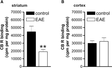 Cannabinoid receptor binding in striatal and frontal cortical slices of control and EAE mice. (A) Cannabinoid CB1 receptor binding was reduced in the striatum of EAE mice. (B) Cannabinoid CB1 receptor binding was conversely normal in the cortex of these animals. **P < 0.0001.