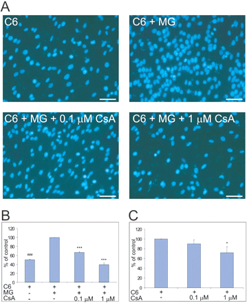 Cyclosporin A abolishes microglia-promoting effects on glioma invasiveness. (A) C6 glioma cells were seeded at a density of 5 × 104/insert in 24-well Transwell coated with the Growth Factor Reduced Matrigel Matrix. In the lower compartment microglia were seeded in DMEM/2% FCS; under control conditions only medium was present. After 48 h, the Matrigel invading cells were fixed in methanol, stained with DAPI and counted using a fluorescent microscope. Fluorescent images from a representative experiment are shown. Scale bar = 50 μm. (B) The percentage of invading C6 glioma cells without or with CsA in the presence or absence of microglia. The number of cells migrating in the presence of microglia was taken as 100%. Results are expressed as means ± SD from three independent experiments (each in duplicate). Statistical significance was determined using Newman–Keuls analysis; ***P < 0.001 for glioma cells co-cultured with microglia and treated with CsA; ###P < 0.001 for glioma cells cultured alone as compared with cells co-cultured with microglia. (C) Invading C6 cells in the absence or presence of CsA were calculated and number of control cells was taken as 100%. Results are expressed as means ± SD from three independent experiments (each in duplicate). Statistical significance was determined using Newman–Keuls analysis; *P < 0.05.
