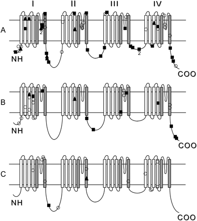 Schematic representation of mutations in SCN1A in patients with (A) SMEI, (B) SMEB and (C) other phenotypes. Refer to Supplementary Table for details. The SCN1A protein consists of four domains designated I–IV, each contains six transmembrane segments designated S1–S6. ▪ = truncation, ○ = missense, ▴ = splice-site mutations.