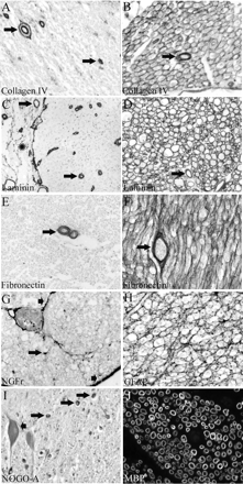Growth-modulating molecules are associated with invading Schwann ...