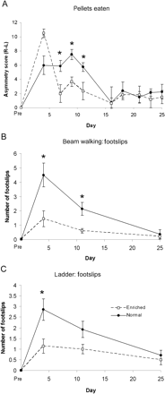 Effects of environmental enrichment on recovery of forelimb function. Skilled forepaw reaching as evaluated using the staircase test (A), and sensorimotor function as measured using the beam walking (B) and ladder (C) tests show a more rapid recovery in animals housed in activity cages (enriched conditions). However, by day 28, no differences in forepaw function can be observed between animals housed in enriched versus normal conditions.