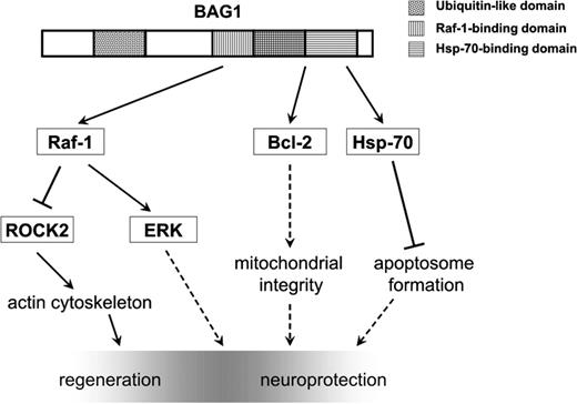 BAG1 is involved in the regulation of signalling cascades in neuroprotection and regeneration. Model of BAG1-mediated regeneration and neuroprotection based on the reported findings and the current literature. BAG1 activates Raf-1, which leads to the activation of the MAPK pathway and inhibition of ROCK activity. Activation of ERK may play a role in enhancement of the intrinsic capability of neurons to regenerate by stimulating neurite outgrowth, while decrease in ROCK enzymatic activity, in addition to the translocation of ROCK2 from a membrane-bound to cytosolic and perinuclear space, may result in modulation of actin cytoskeleton and growth cones. Through its Hsp70-binding domain, BAG1 activates Bcl-2 and Hsp-70, thus enhancing survival. Full lines: direct interaction; dashed lines: indirect interaction. Pointed end: stimulation; bar end: inhibition.