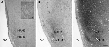 Representative photomicrographs depicting the uncinate nucleus in a thionin (A), NPY (B) or SYN (C) staining. NBB (Netherlands Brain Bank) # 98169, man 49 years old, INAH3 and 4: interstitial nuclei of the anterior hypothalamus 3 and 4, 3V: third ventricle. Scale bar = 500 µm. The insert in (A) is indicating the INAH3 and INAH4 subdivisions (shown by dotted line) that are characterized by a denser NPY and SYN innervation in (B) and (C). Scale bar = 63 μm.