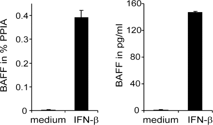 IFN-β induces BAFF in astrocytes. Astrocytes were cultured in the presence or absence of IFN-β. BAFF transcription and secretion into the supernatant was measured by TaqMan PCR and ELISA. IFN-β induced both BAFF mRNA expression and protein secretion. Error bars indicate SD of replicates.
