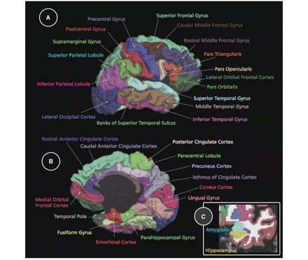 Three-dimensional representations of all 34 ROIs examined in the current study (only one hemisphere is shown). All of the neocortical ROIs visible in (A) lateral and (B) medial views of the grey matter surface and (C) the two non-neocortical regions (i.e. the hippocampus and amygdala) visible in the coronal view of a T1-weighted MRI image.