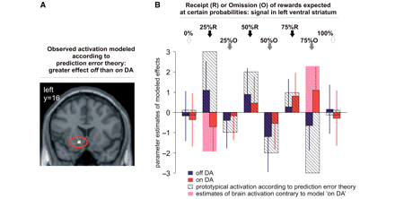 Reward outcome/prediction error. (A) Left ventral striatal activity as found for the repeated measures analysis of outcome regressors modelling reward prediction error. (B) Parameter estimates of modelled effects with standard errors in left ventral striatum and model of putative signal according to prediction error theory with highest signal upon most unexpected receipt of rewards and lowest signal upon mot unexpected omission of rewards. (0/25/50/75/100%: probability at which reward of 1€ was expected). At 0 and 100% probabilities predictions are definite and no errors occur. fMRI activation represented by parameter estimates followed the prediction error model when patients were not taking DA medication. On DA, fMRI activation in the ventral striatum showed a pattern contrary to the model, particularly when a rather unlikely reward (expected at only 25% probability) was received (25% R) and when a very likely reward (75% O) was omitted. Activities are shown at P < 0.001.