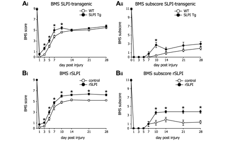  Transgenic mice over-expressing SLPI and wild-type mice treated with recombinant SLPI, exhibit improved locomotor recovery after spinal cord injury. (A) Locomotor recovery was assessed after spinal cord contusion injury in wild-type and SLPI transgenic mice using the 9-point BMS. (Ai) SLPI transgenic mice (n = 8) show significant improvement in locomotor recovery, as compared to wild-type mice (n = 13), as early as 3 days after injury. However, this effect is lost by Day 14. (Aii) The BMS subscore, which measures finer aspects of locomotor control on an 11-point scale, also shows improved recovery in SLPI transgenic mice at Day 10 after injury, as compared to wild-type mice. (B) Locomotor recovery was also assessed after spinal cord injury in wild-type mice treated with recombinant mouse SLPI (rSLPI) or vehicle. (Bi) BMS analysis of mice treated with recombinant mouse SLPI shows significant improvement in locomotor recovery as early as 3 days after injury in wild-type mice treated daily with recombinant mouse SLPI (1 µg/g of body weight; n = 9) as compared to mice treated with vehicle (n = 7). This effect, unlike that observed in transgenic mice, is sustained over 28 days. (Bii) The BMS subscores were also improved, beginning at Day 10 after injury, in mice treated daily with recombinant SLPI as compared to vehicle-treated mice. This effect was also sustained until Day 28. *P < 0.05 for all graphs.