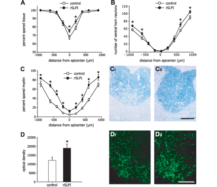  Reduced secondary tissue damage and increased innervation of serotonergic fibres in recombinant SLPI-treated mice after spinal cord injury. (A) The lesion size, measured as a ratio of the area bounded by GFAP-immunoreactive astrocytes to the total area of the spinal cord in cross-section, shows significantly reduced tissue damage in recombinant SLPI-treated mice at and near the epicentre of injury. (B) There is also increased survival of neurons in the ventral horn of the spinal cord at distances rostral and caudal to the site of injury. (C) The percentage of the area of spared myelin in the dorsal columns detected by luxol fast blue staining. Graph shows that myelin sparing at different distances from the lesion epicentre is significantly greater in recombinant SLPI-treated mice as compared to vehicle-treated controls. Micrographs show luxol fast blue staining of the dorsal columns of vehicle-treated (Ci) and recombinant SLPI-treated (Cii) mice. (D) Quantification of serotonergic immunoreactivity 1 mm caudal to the injury reveals significantly increased serotonergic fibre innervation caudal to the lesion in recombinant SLPI-treated mice. Micrographs of serotonergic innervation of the ventral horn of vehicle-treated (Di) and recombinant SLPI-treated (Dii) mice. *P < 0.05 for all graphs; n = 7 per group. Scale bars in Cii and Dii = 200 µm.