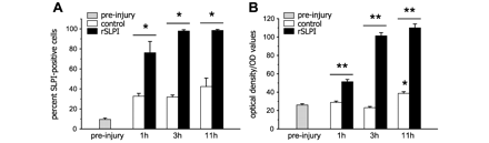  Quantification of SLPI expression in leukocytes. (A) The percentage of SLPI-immunoreactive leukocytes isolated from the tail vein prior to injury (pre-Injury) and at 1, 3 and 11 h after intraperitoneal injection of recombinant mouse SLPI or vehicle (n = 3). There is an increase in SLPI+ leukocytes after injury in recombinant SLPI- and vehicle-treated mice (all times significantly increased relative to pre-Injury; P < 0.05). However, the percentage of SLPI+ leukocytes is significantly higher in recombinant SLPI-treated mice, relative to vehicle-treated controls at all time-points. (B) Quantification of the intensity of SLPI immunofluorescence measured by confocal microscopy in over 150 cells per group per time-point shows that SLPI intensity is significantly higher in recombinant SLPI-treated mice as compared to vehicle-treated controls at all time-points examined (P < 0.05). There is a 96% increase in SLPI intensity as early as 1 h after recombinant SLPI-treatment. This intensity increases to about 3.2-fold of control at 11 h after treatment. *P < 0.05 versus pre-injury and **P < 0.05 at specific time-points; >150 cells analysed in each of three mice per group (n = 3 per group).