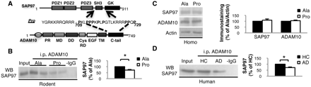 ADAM10/SAP97 association is reduced after 2 weeks of treatment with Pro peptide and in patients with Alzheimer's disease. (A) Schematic representation of SAP97, ADAM10 and Pro peptide. (B) C57BL/6 mice were treated for 2 weeks with Pro or Ala peptides and total brain homogenates were co-immunoprecipitated with anti-ADAM10 antibody. SAP97 presence was evaluated in the immunocomplex. Treatment with Pro peptide decreases the association of the two proteins (P = 0.005). (C) Western blot of homogenate from Pro- and Ala-treated mice performed with anti-ADAM10 and anti-SAP97 antibodies. No changes were detectable in ADAM10 and SAP97 levels. All data were normalized to actin. (D) Homogenate from hippocampi of healthy controls (HC) and patients with Alzheimer's disease (AD) was immunoprecipitated with anti-ADAM10 antibody and SAP97 co-precipitation was evaluated. ADAM10/SAP97 association is reduced in Alzheimer's disease patients compared with healthy controls (P = 0.001). For all experiments, quantitative analysis of immunostaining is shown as percentage of control (Ala or healthy controls) in the same experiment. i.p. = immunoprecipitation; WB = western blot.