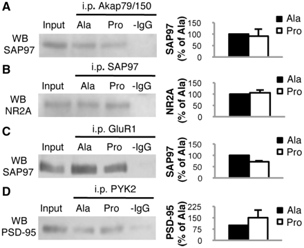 Pro peptide treatment does not interfere with protein–protein complexes other than ADAM10/SAP97. (A) C57BL/6 mice were treated for 2 weeks with Pro or Ala peptides and total brain homogenates were co-immunoprecipitated with anti-Akap79/150 antibody. SAP97 presence was evaluated in the immunocomplex. The association is not altered by treatment. (B) C57BL/6 mice were treated for 2 weeks with Pro or Ala peptides and total brain homogenates were co-immunoprecipitated with anti-SAP97 antibody. NR2A presence was evaluated in the immunocomplex. The association is not altered by treatment. (C) C57BL/6 mice were treated for 2 weeks with Pro or Ala peptides and total brain homogenates were co-immunoprecipitated with anti-GluR1 antibody. SAP97 presence was evaluated in the immunocomplex. The association is not altered by treatment. (D) C57BL/6 mice were treated for 2 weeks with Pro or Ala peptides and total brain homogenates were co-immunoprecipitated with anti-PYK2 antibody. PSD-95 presence was evaluated in the immunocomplex. The association is not altered by treatment. For all experiments, quantitative analysis of immunostaining is shown as percentage of Ala treatment in the same experiment. i.p. = immunoprecipitation; WB = western blot.