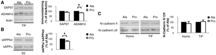 Pro treatment alters ADAM10 localization and activity on amyloid precursor protein. (A) Western blot of TIF from Pro- and Ala-treated mice performed with anti-ADAM10 and anti-SAP97 antibodies. Pro treatment reduced ADAM10 levels (P = 0.006) without modifying SAP97 levels. All data were normalized to actin. (B) Western blot performed on the soluble fraction S2 of mice treated with Pro or Ala peptides. sAPPα/sAPPtot ratio is reduced in mice treated with Pro peptide (P = 0.043). (C) Western blot performed on total brain homogenate and TIF fraction of Pro- and Ala-treated mice to reveal N-cadherin full-length (fl) and C-terminal fragment (Ctf). N-cadherin fl/Ctf ratio was not altered by the treatment with Pro peptide. For all experiments, quantitative analysis of immunostaining is shown as percentage of Ala treatment in the same experiment.