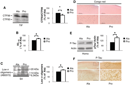 Pro treatment induces Alzheimer's pathological hallmarks. (A) Western blot performed on the TIF of Pro- and Ala-treated mice to reveal amyloid precursor protein CTFs. CTF83/CTF99 ratio is decreased in mice treated with Pro peptide (P = 0.03). (B) Quantification of Aβ1-42 production in mice treated with Pro compared with Ala. Aβ1-42 production is increased after Pro treatment (P = 0.02). (C) Western blot performed on the formic acid soluble fraction S4 of Pro- and Ala-treated mice to reveal Aβ oligomers. A 16 kDa band (at theoretical apparent molecular mass of tetramers) is increased after Pro treatment (P = 0.0005). (D) Representative images of Congo Red staining showing no senile plaques in Pro- and Ala-treated mice (scale bar = 500 µm and 200 µm). (E) Western blot performed on homogenate from mice treated with Pro or Ala peptides. Tau phosphorylation is increased in Pro-treated mice (P = 0.038). Data were normalized to actin. (F) Representative images of phosphorylated-tau (P-Tau) staining showing increased phosphorylation in Pro-treated mice (scale bar = 100 µm). For all experiments, quantitative analysis of immunostaining is shown as percentage of Ala treatment in the same experiment.
