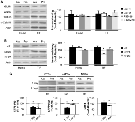 Effects of Pro treatment on the glutamatergic synapse. (A) Western blot of homogenate (Homo) and TIF from Pro- and Ala-treated mice performed with anti-GluR1, anti-GluR2, anti-PSD-95 and anti-α-CaMKII antibodies. (B) Western blot of homogenate and TIF from Pro- and Ala-treated mice performed with anti-NR1, anti-NR2A and anti-NR2B antibodies. NR2A is decreased in the TIF (P = 0.002). (C) Western blot analysis of the TIF and soluble fraction S2 of mice treated for 1 or 7 days with Pro or Ala. The CTF83/CTF99 ratio is reduced in mice treated with Pro peptide for 1 day (P = 0.01) and 7 days (P = 0.035). sAPPα/sAPPtot ratio is reduced in mice treated with Pro peptide for 1 day (P = 0.02) and 7 days (P = 0.015). NR2A is reduced in the TIF after 7 days of treatment with Pro (P = 0.01) but not after 1 day. All data were normalized to actin. For all experiments, quantitative analysis of immunostaining is shown as percentage of Ala treatment in the same experiment.