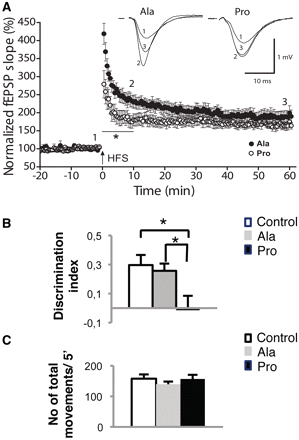 Effects of Pro-treatment on glutamatergic synapse function. (A) A reduction in post-tetanic potentiation induced by high-frequency stimulation (HFS; 4 × 100 Hz, 1 s, 30 s apart) was observed in Pro-treated mice (open circles, n = 8 slices from n = 3 mice) compared with Ala-treated (full circles, n = 8 slices from n = 3 mice; P < 0.01, ANOVA). Long-term potentiation measured 50–60 min after HFS was similar in the presence of either peptide. Insets illustrating averaged extracellular field excitatory postsynaptic potentials from three consecutive traces taken before (1) and at different times after HFS (2 and 3) are shown above summary data. Error bars indicate SEM. (B) Quantification of the discrimination index of mice treated with Pro or Ala peptides in the novel object recognition test. Mice treated with Pro peptide show a reduced discrimination index compared with those treated with Ala peptide (P = 0.042, ANOVA) and with saline-treated mice (P = 0.021, ANOVA). (C) Quantification of the number of movements in 5 min in mice treated with Pro or Ala peptides in the Novel Object Recognition test. All behavioural data are expressed as means ± SEM (n = 9 per group).